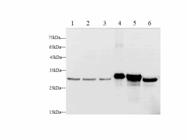 Lgals3 Polyclonal Antibody (E-AB-40655)