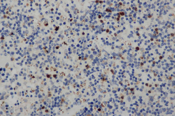 CD68 Polyclonal Antibody (E-AB-15981)
