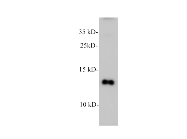 CXCL4 Polyclonal Antibody (E-AB-40572)