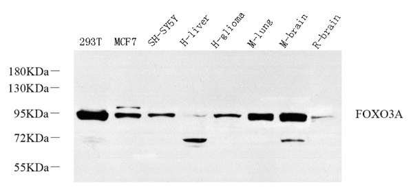 FOXO3 Polyclonal Antibody (E-AB-70342)