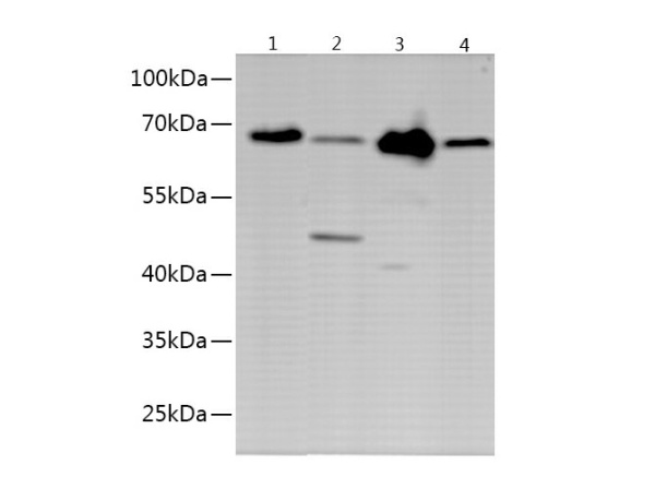 OCLN Polyclonal Antibody (E-AB-40648)
