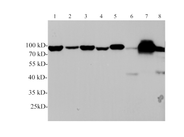 GRP78 Polyclonal Antibody (E-AB-40588)