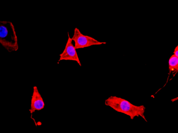 Recombinant beta actin Monoclonal Antibody (AN004840L)