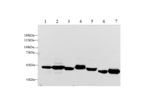 ANG2 Polyclonal Antibody (E-AB-40448)