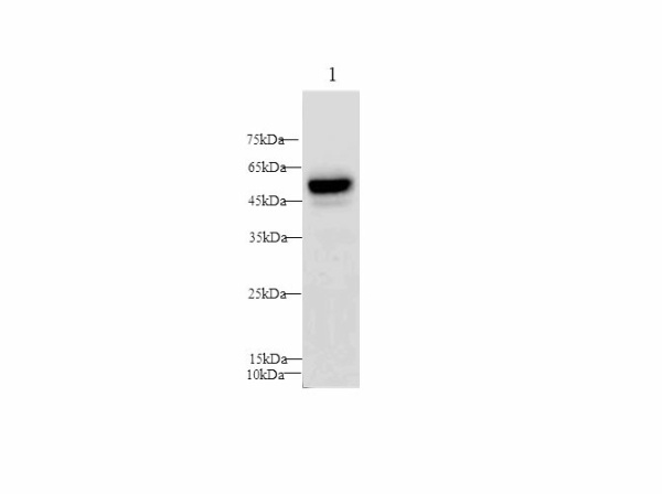 PAI1 Polyclonal Antibody (E-AB-40651)