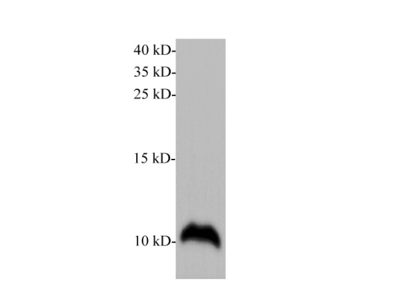 S100A6 Polyclonal Antibody (D-AB-10215L)