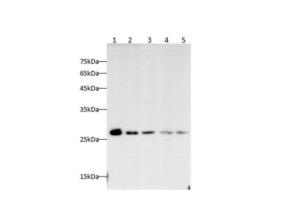 HMGB-1 Polyclonal antibody (AN006010L)
