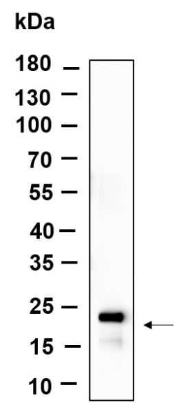 Recombinant Histone H3 (Acetyl Lys27) Monoclonal Antibody (AN301137L)