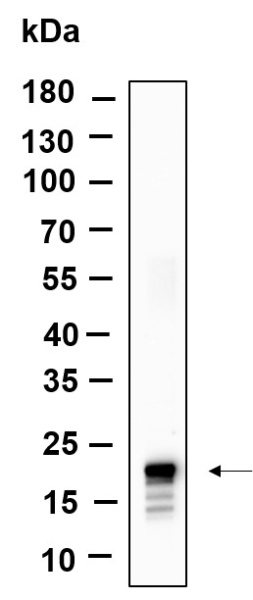 Recombinant Histone H3 (Acetyl Lys14) Monoclonal Antibody (AN301156L)