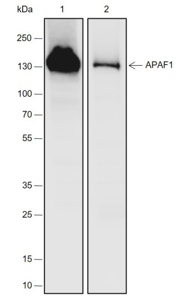 Recombinant APAF1 Monoclonal Antibody (AN301989L)