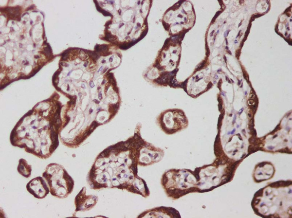 IL-27B Polyclonal Antibody (AN005830L)