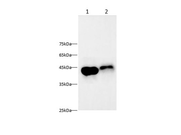 AGER Polyclonal antibody (AN006020L)