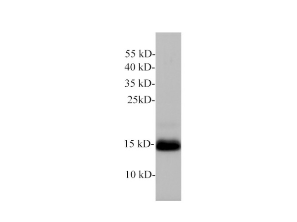 Lutropin subunit beta/LHB Polyclonal Antibody (E-AB-40638)