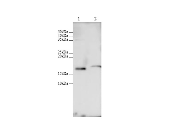 CCL25 Polyclonal Antibody (AN006870L)