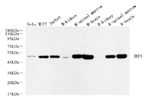IRF3 Polyclonal Antibody (E-AB-70238)