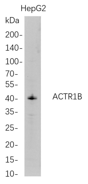 Recombinant ACTR1B Monoclonal Antibody (AN300752L)