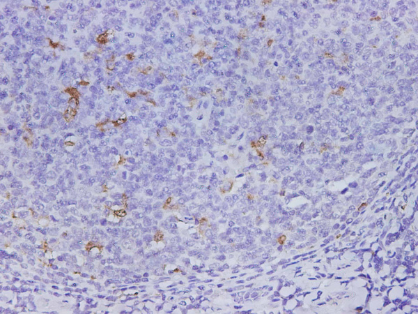 CD68 Polyclonal Antibody (D-AB-10239L)