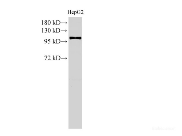 MCM3 Polyclonal Antibody (E-AB-40230)