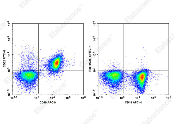 FITC Anti-Mouse CD32 Antibody[S17012B] (AN00847C)