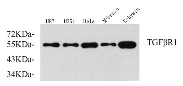 TGF β Receptor I Polyclonal Antibody (E-AB-70130)
