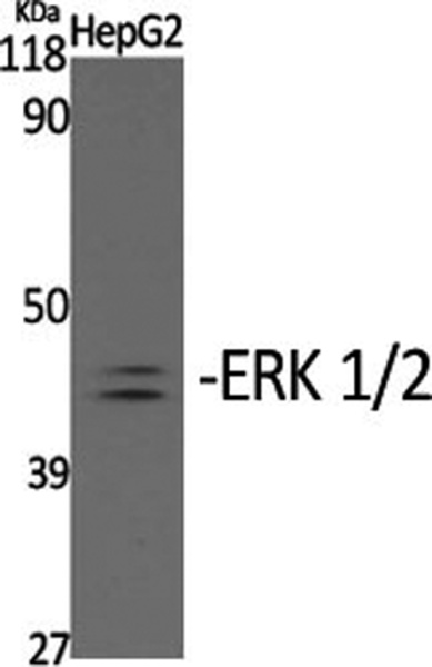 Phospho-ERK 1/2 (Tyr204) Polyclonal Antibody (E-AB-20869)