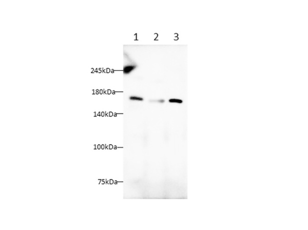 PGFRA Polyclonal Antibody (AN006950L)
