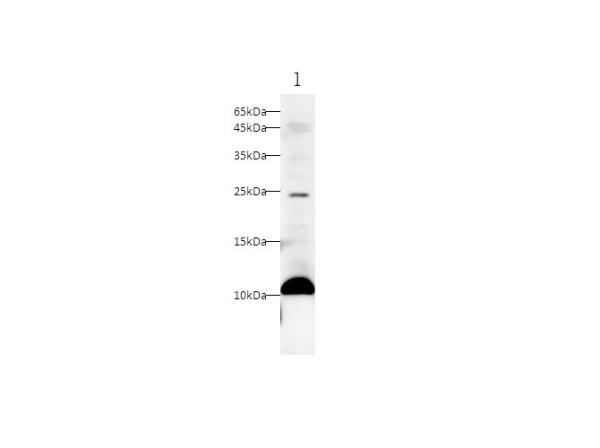 S100A11 Polyclonal Antibody (D-AB-10187L)
