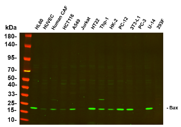Recombinant Bax Monoclonal Antibody (AN300976L)