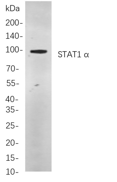 Recombinant STAT1 α Monoclonal Antibody (AN301097L)
