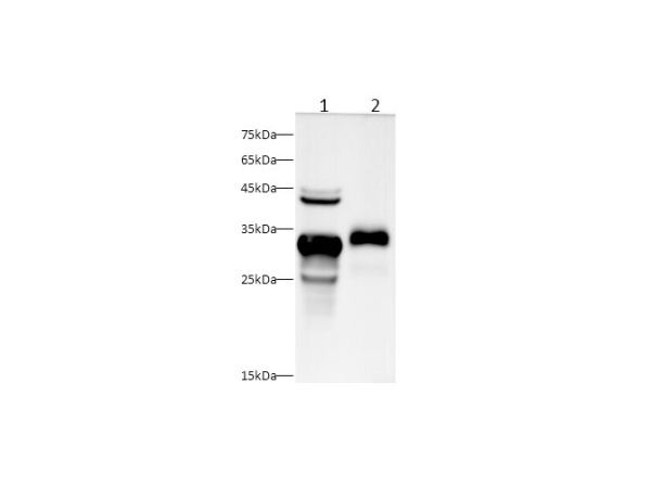 K1KB3 Polyclonal Antibody (D-AB-10205L)