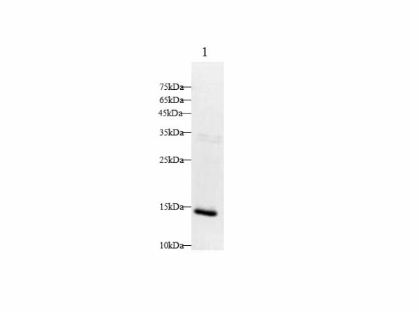 INS Polyclonal Antibody (E-AB-40661)