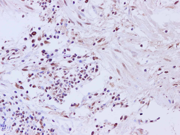 CCNL2 Polyclonal Antibody (E-AB-40247)