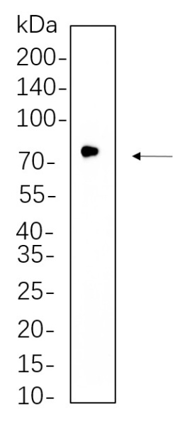Recombinant GCLC Monoclonal Antibody (AN300793L)