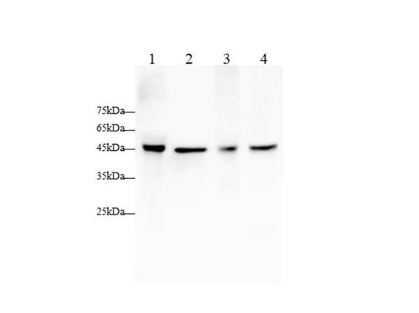 APOA4 Polyclonal Antibody (AN006930L)