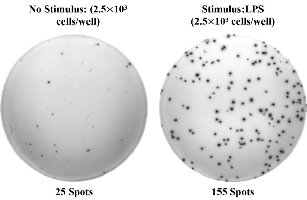 Human IL-6 (Interleukin 6) ELISPOT Kit (ESP-H0009)