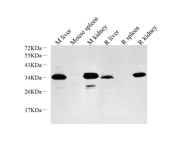 EPO Polyclonal Antibody (E-AB-70191)
