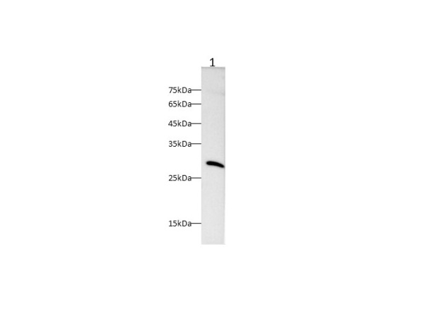 KLK10 Polyclonal Antibody (D-AB-10185L)