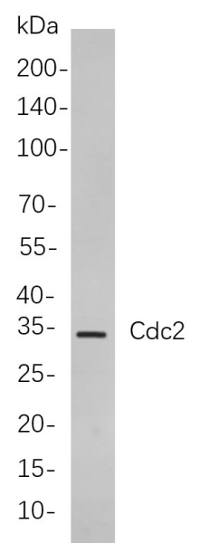 Recombinant Cdc2 Monoclonal Antibody (AN300871L)