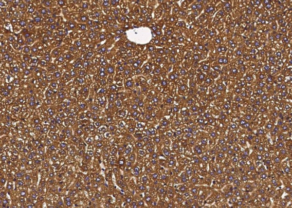 Recombinant P4HB Monoclonal Antibody (AN300541P)