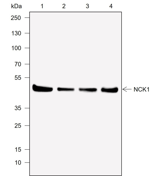 Recombinant NCK1 Monoclonal Antibody (AN302021L)