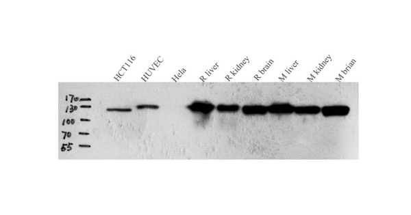 N-cadherin Polyclonal Antibody (E-AB-70061)