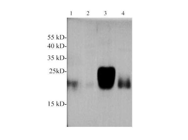Glutathione Peroxidase 1 Polyclonal Antibody (E-AB-40584)