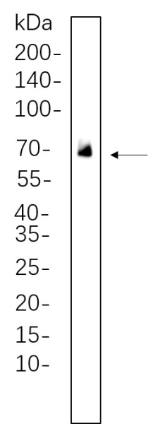 Recombinant PLK1 Monoclonal Antibody (AN300673L)