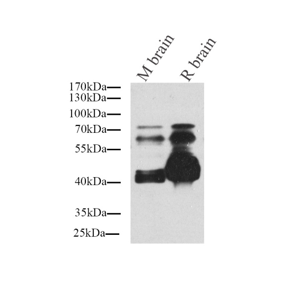 Tau Polyclonal Antibody (E-AB-70075)