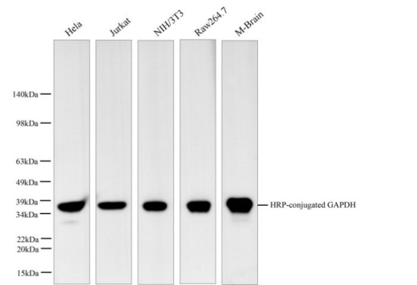 HRP-conjugated GAPDH Monoclonal Antibody (AN00296HP)