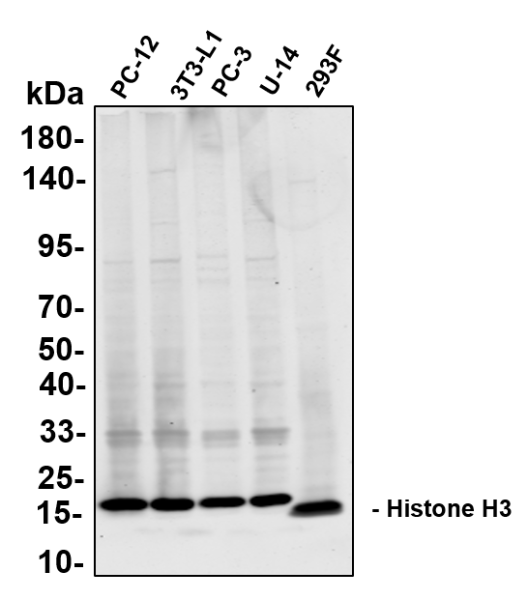 Recombinant Histone H3 Monoclonal Antibody (AN300856L)
