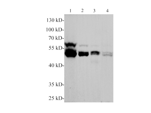 PBEF/NAMPT Polyclonal Antibody (E-AB-40580)
