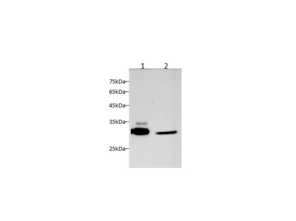 MYD88 Polyclonal Antibody (D-AB-10290L)
