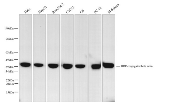 HRP-conjugated beta actin Monoclonal Antibody (AN00295HP)