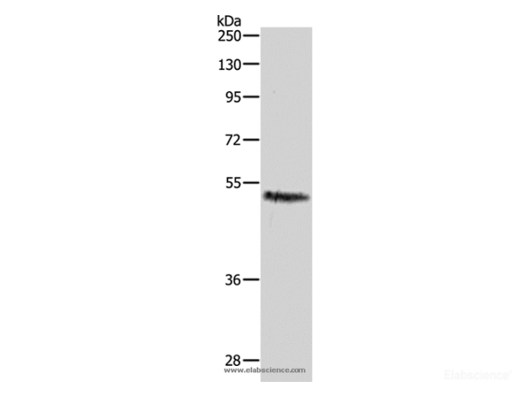 CASP2 Polyclonal Antibody (E-AB-10051)